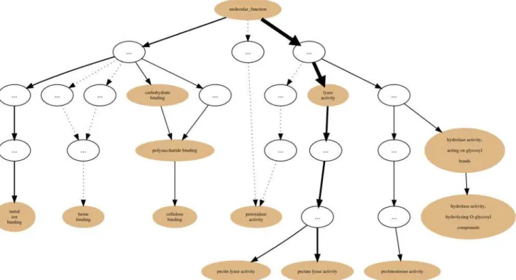 Fig 4. PL1 annotation graph. Annotation graph subsuming the PL1 (CAZy family) Set GO molecular function sub-ontology annotations.