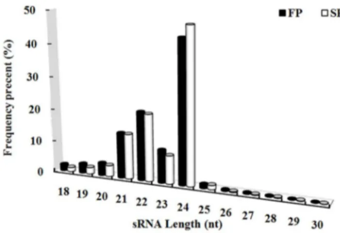 Figure 1. Length distribution of the FP and SP libraries.