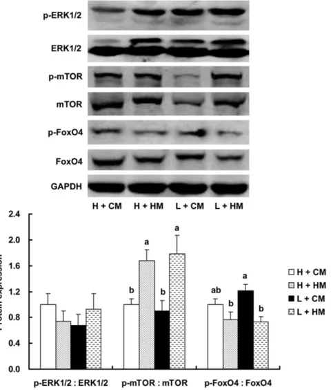 Figure 1. Phosphorylation of ERK1/2, mTOR and FoxO4. Western blot analysis (up) and quantification of the results (down) are shown