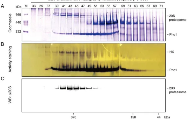 Figure 2. HX is composed of Pho1 and the 20S proteasome. The purified HX was separated by native PAGE and subsequently stained with Coomassie