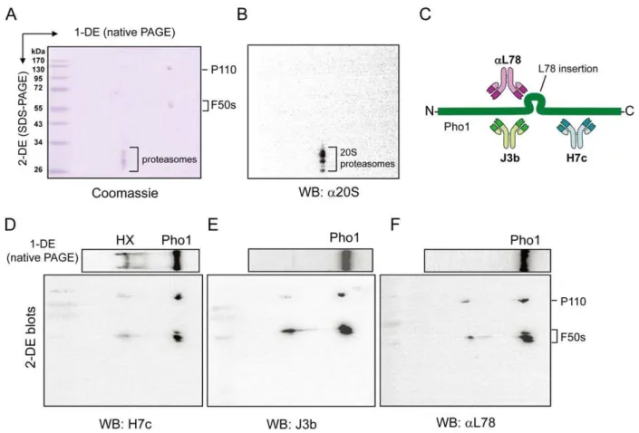 Figure 4. The 20S proteasome interacts with the N-terminal domain and L78 insertion of Pho1