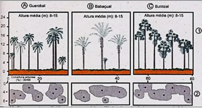 Figura  3  -  Diagrama  de  Perfil  (1)  de  três  palmeirais  representando  faixas  com  cerca  de  26  metros  de  comprimento por 10 metros de largura e 24 metros de altura