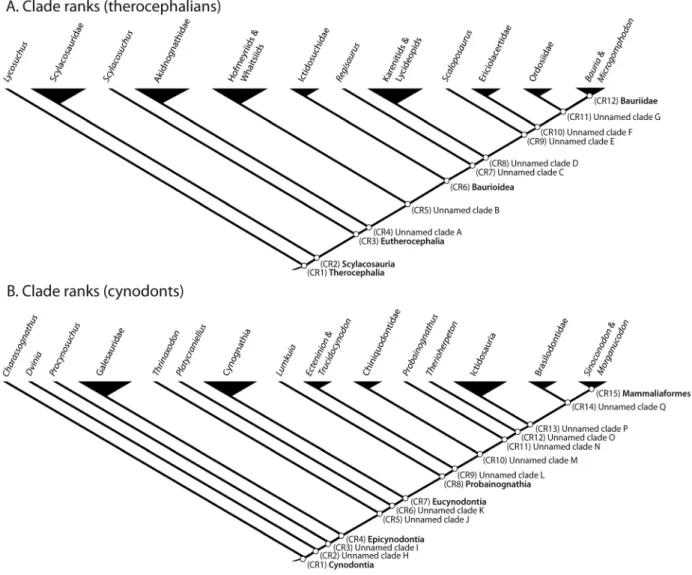 Figure 3. Ranking of side-branches within the two major subgroups: Therocephalia (A) and Cynodontia (B) (simplified from reference cladogram in Fig