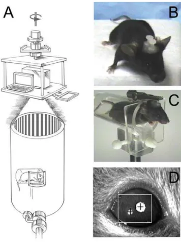 Figure 1. OKR apparatus and testing arrangement. (A) The mouse is held in a horizontal acrylic cylinder within a large cylindrical drum