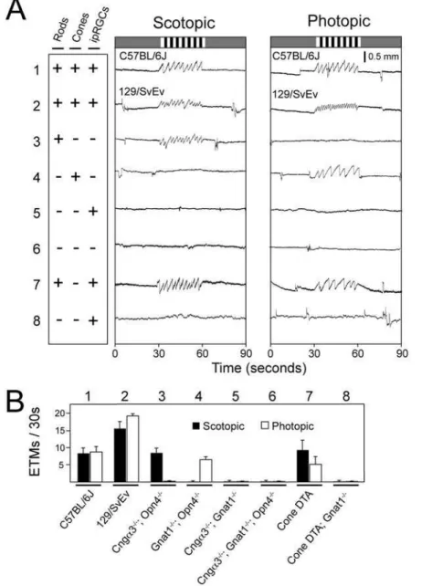 Figure 3. Photoreceptor subtypes subserving the scotopic and photopic OKR. (A) Scotopic (0.3 average lux) and photopic (200 average lux) stimuli consisting of the standard rotating black and white vertical stripes were presented to mice with the indicated 