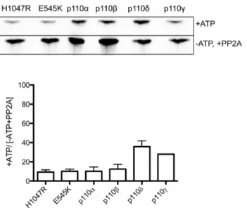 Figure 1. Effects of protein phosphorylation on lipid kinase conversion of PI to PI3P