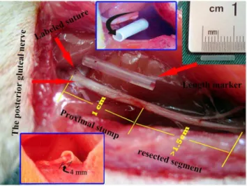 Figure 1. Demonstration of surgical procedures. The red arrows on the left show the site where the labeled suture was placed for quantitative analysis (top) and the origin of the posterior gluteal nerve (bottom); the arrow on the right indicates the length