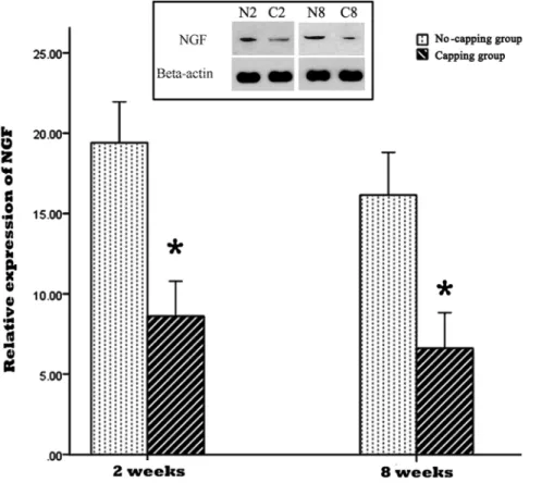 Figure 7. Relative expression of NGF in the neuromas. The expression of NGF was significantly lower in the capping group in comparison with the no-capping group both at 2 weeks and 8 weeks (* all p,0.001 vs no capping group)