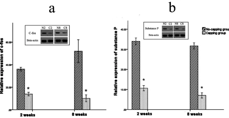 Figure 10. Expression of pain-related markers: c-fos and substance P. The expression of c-fos in the dorsal horn of the fourth lumbar spinal cord was significantly higher in the no-capping group than that of the capping group both at 2 weeks and 8 weeks af