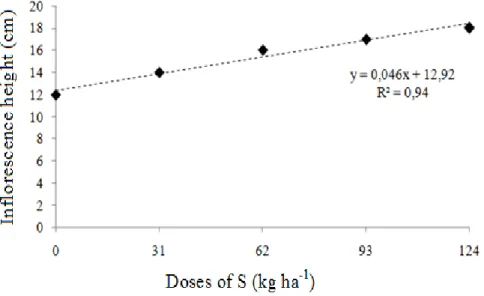 Figure 3.  Broccoli inflorescence height in function of the doses of sulfur in coverage