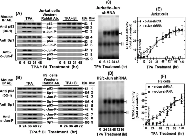 Figure 9 schematically summarizes the different roles of the various TPA-activated PKC isoforms in the HTLV-1 LTR activation in H9 (panel A) and Jurkat (panel B) cells and the functions of the PKC-elevated phosphorylated and  non-phosphor-ylated c-Jun in t