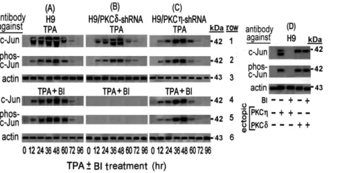 Figure 1. Transient Elevation of c-Jun and phospho-c-Jun by PKCg and PKCd in TPA-treated H9 cells