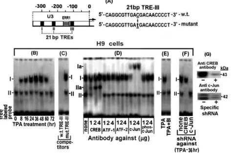 Figure 2. Binding of c-Jun and CREB of the TPA-treated H9 cells to TRE III. (A) Schematic illustration of the U3 region of the LTR