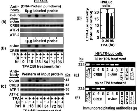 Figure 3. DNA-protein pull-down and Chromatin immunoprecipitation (ChIP) analyses of binding of nuclear proteins of TPA±BI treated H9 cells to TRE III