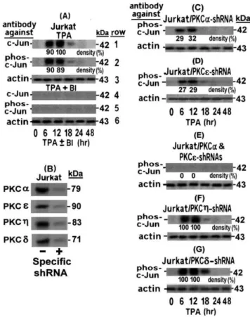 Figure 5. Role of PKCa and PKCe in the phospho-c-Jun elevation in TPA-treated Jurkat cells