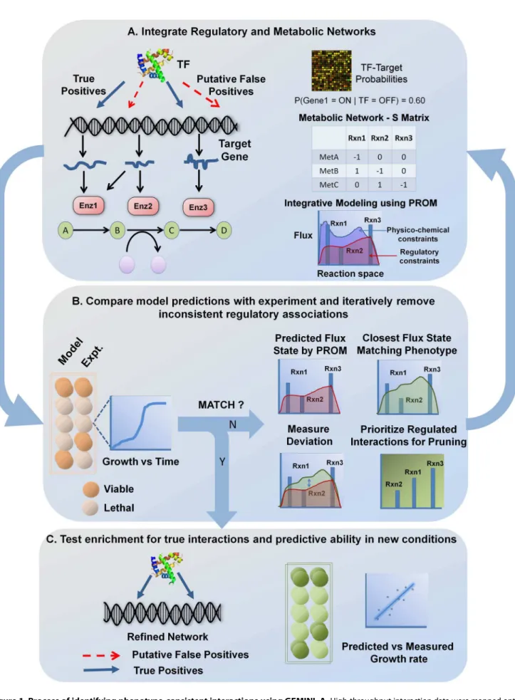 Figure 1. Process of identifying phenotype-consistent interactions using GEMINI. A. High-throughput interaction data were mapped onto a biochemically detailed metabolic network using PROM and phenotypic consequences of these interactions were predicted