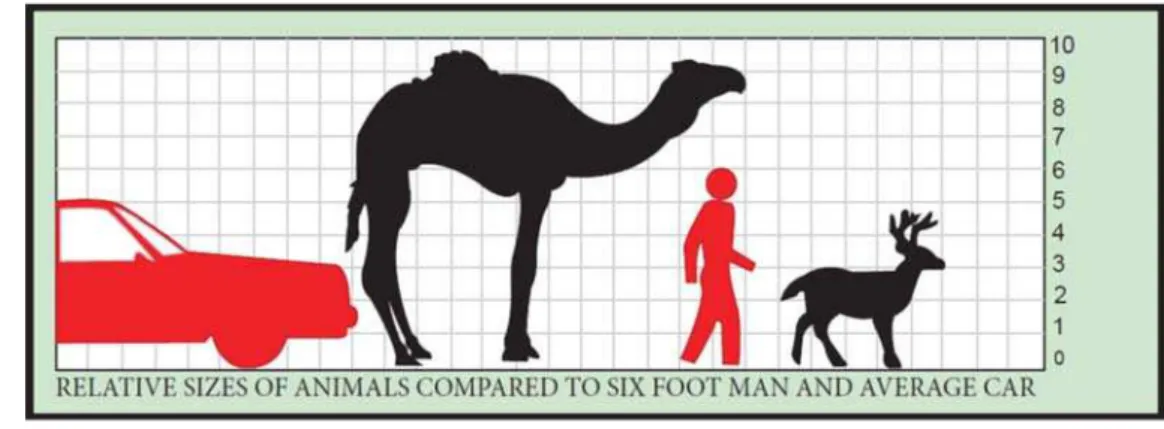 Figure 1. Size comparison of camel and dear to an average human and passenger car.