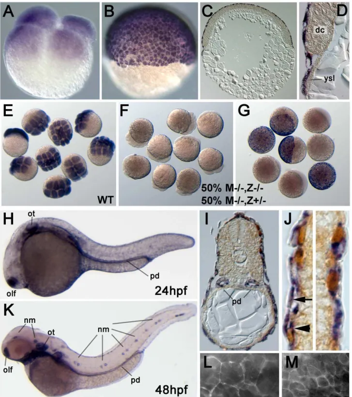 Figure 2. Zebrafish epcam is expressed in multiple epithelia, including the skin. (A–J) In situ hybridizations with anti-sense epcam probe.
