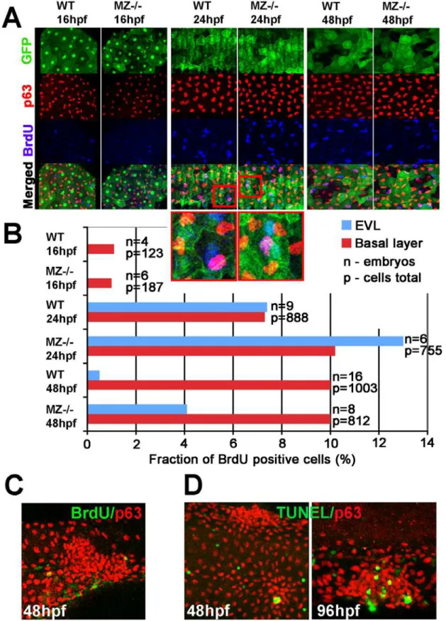 Figure 4. MZ epcam mutants display secondary increase in proliferation and apoptosis of EVL cells and basal keratinocytes