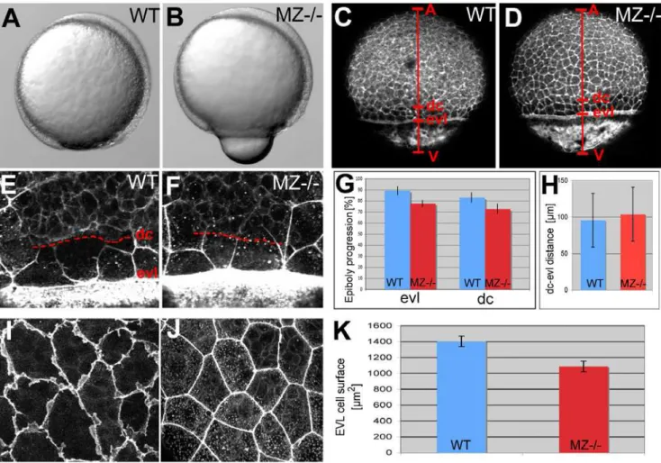 Figure 5. EpCAM is required for EVL and deep cell layer epiboly. (A,B) Live animals at the 90% epiboly stage, dorsal to the right; (C–F,I,J) phalloidin stainings of the actin cytoskeleton at 80% epiboly