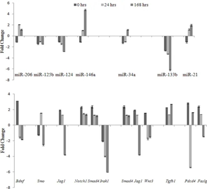 Figure 5. Comparison of miRNA expression with its corresponding mRNA targets measured by quantitative RT-PCR