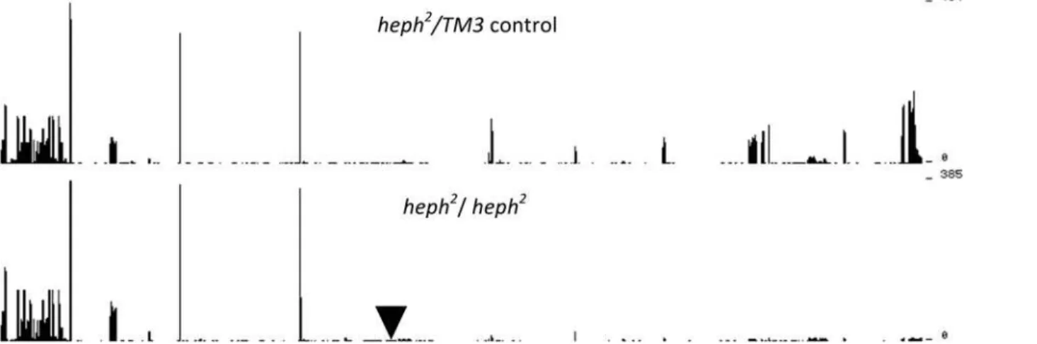 Fig 1. Loss of RNA-Seq coverage in the heph 2 homozygous mutant in the 3 ’ portion of the heph gene, downstream of the P element insertion site.