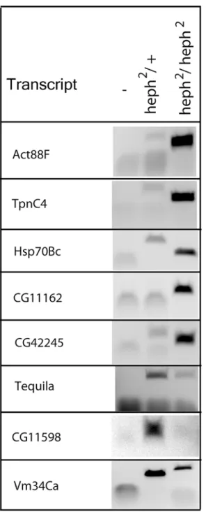 Fig 3. RT-PCR analysis reveals differentially expressed transcripts. RNA from the wild type control and the heph 2 mutant was analyzed by RT-PCR analysis