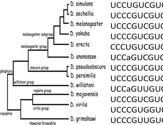 Fig 6. Identification of a conserved PTB binding site in Mlc1. Putative PTB binding site in Mlc1 conserved in 12 Drosophila species is shown
