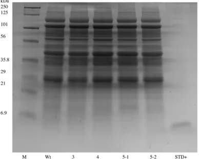 Fig 2. Analysis of total soluble protein by one-dimensional gel electrophoresis of hEGF expressing transgenic soybean seeds