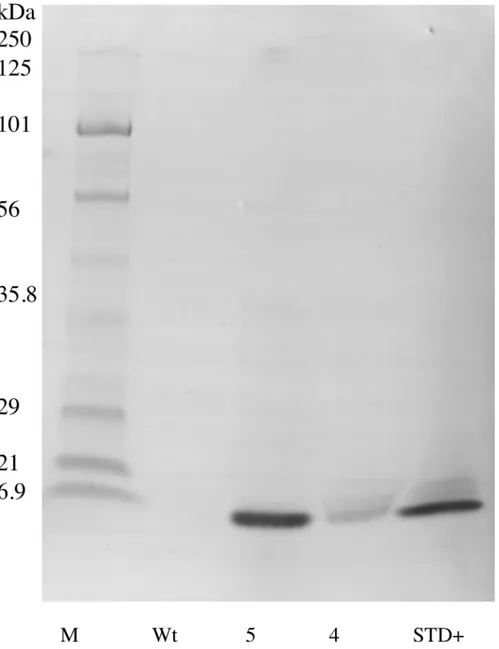 Fig 3. Immunoblot of enriched small molecular weight soluble protein extracted from dry transgenic ShEGF soybean seeds