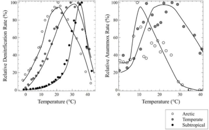 Fig. 4. Potential anammox rates measured in temperature gradient block experiments for (A) Ymerbukta and (B) Sylt (June 2007).