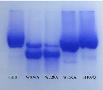 Fig 6. Affinity gel electrophoresis of CelB mutants. The CelB mutants were electrophoresed on a 10% (w/