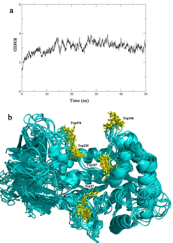 Fig 7. The molecular dynamics simulation of CelB. The CelB structure is simulated over a period of 50 ns
