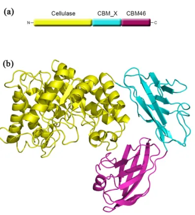 Fig 1. Overall structure of CelB. (a) The domain arrangement in the primary structure of CelB