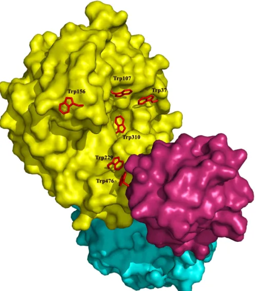 Fig 2. Surface representation of CelB. The catalytic domain is colored in yellow, the CBM_X domain is colored in cyan and the CBM46 domain is colored in red