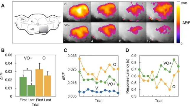 Figure 2. Activity changes during discrimination learning. A. The imaged location of the mushroom and the recorded signals at trial 1, 4, 8, and 12 for a single animal (Me: medulla, AL: antennal lobe, MB: mushroom body, Es: esophagus)
