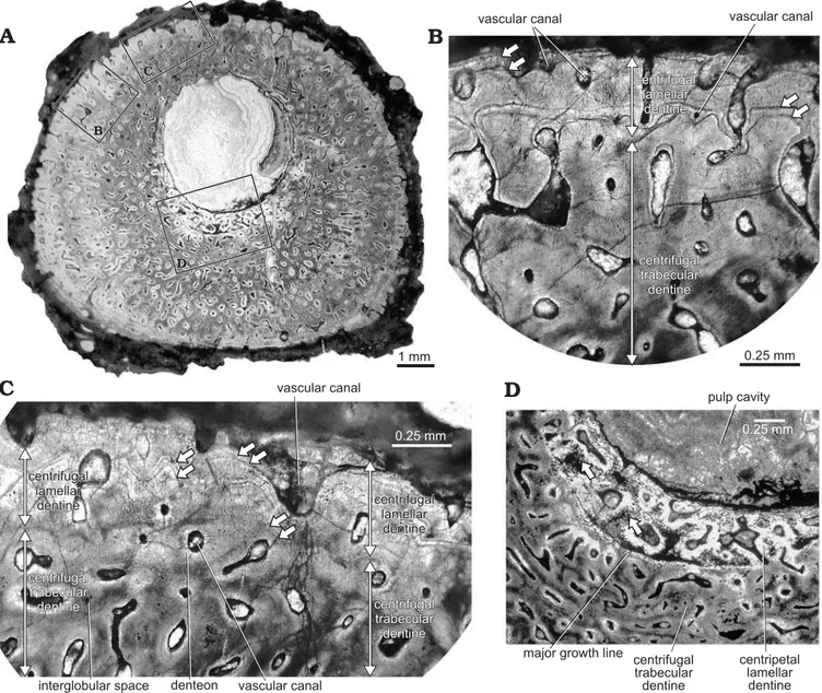 Fig. 7. Cross-section of dorsal spine of Orthacanthus platypternus (Cope, 1884), Lower Permian, Craddock Bone Bed, Texas, USA; specimen HMNS-J7  (non-denticulated region) showing color-banding in centrifugal trabecular dentine and growth lines in lamellar 