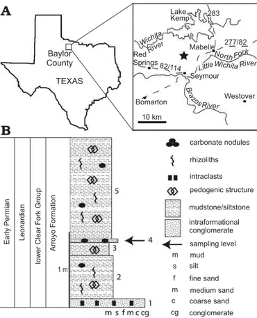 Fig. 1. Baylor County map ( A ) and stratigraphic section ( B ) at the Crad- Crad-dock  Ranch  (denoted  with  a  star),  Seymour  Texas,  lower  Clear  Fork  Formation (cf