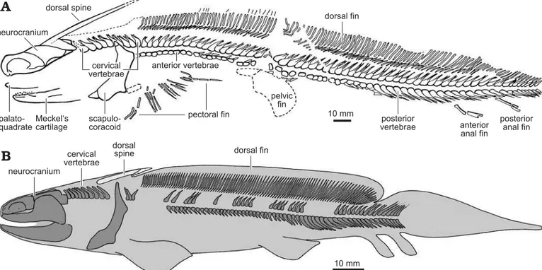 Fig. 2. Juvenile Orthacanthus platypternus, Stephanian B (Upper Carboniferous) of Hamilton, USA ( A ) compared to juvenile of O