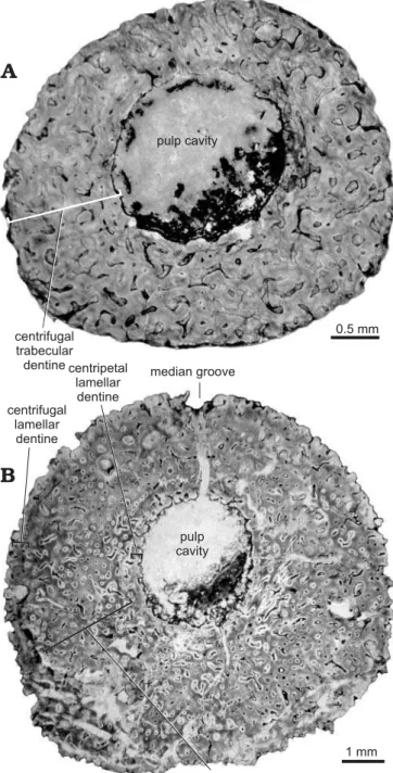fig. 10 and Fig. 8 in this paper). In both  Heterodontus  and  xenacanths, the successively deposited dentinal layers of the  outer trunk do not reach the apex of the spine but instead  extend more proximally