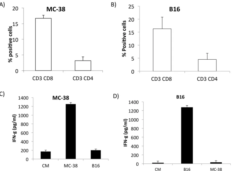 Fig 1. MC-38 and B16 TIL are tumor specific. A&amp; B) Bar graph represents mean+ SD of CD8+ and CD4+ T cells infiltrating tumors (n = 8); C&amp; D) MC-38 or B16 TIL were co-cultured with specific or irrelevant tumor cells for 48 hours