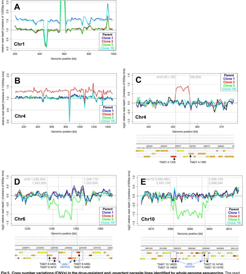 Fig 5. Copy number variations (CNVs) in the drug-resistant and -revertant parasite lines identified by whole genome sequencing