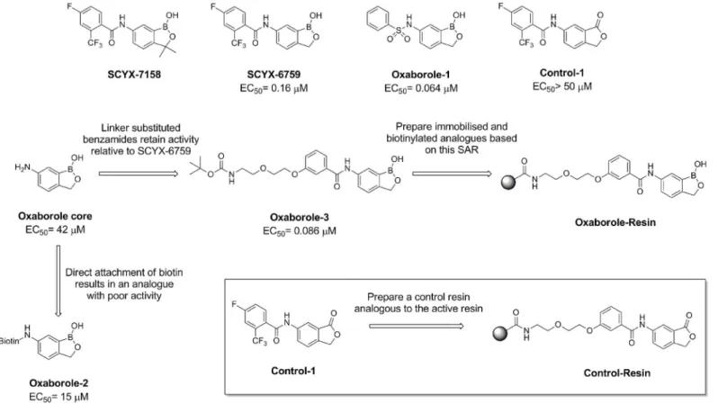 Fig 1. Structure of oxaboroles and affinity chromatography resins.