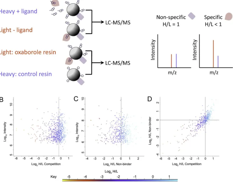 Fig 2. Quantitative chemical proteomic profiling of oxaborole targets. A – Schematic of proteomic profiling strategies representing ligand competition experiment (top) and resin comparison experiment (bottom)