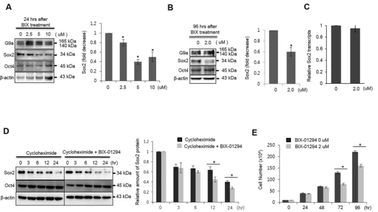Fig 1. Chemical inhibition of G9a activity reduces the stability of Sox2 protein in MCF7 cells