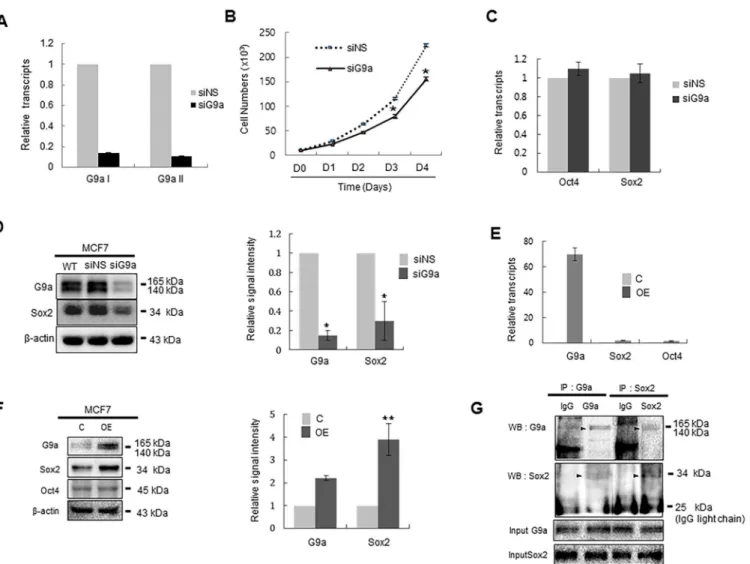 Fig 2. The expression level of G9a affects the amount of Sox2 protein in MCF7 cells. (A) MCF7 cells were transfected with siNS or siG9a for 24 h, and G9a transcript levels were analyzed by real-time PCR by priming two positions of G9a ORF (G9aI and G9aII)
