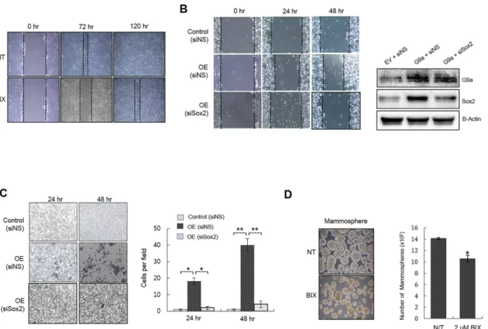 Fig 3. Expression level of G9a is correlated with the migration and invasion of MCF7 cells