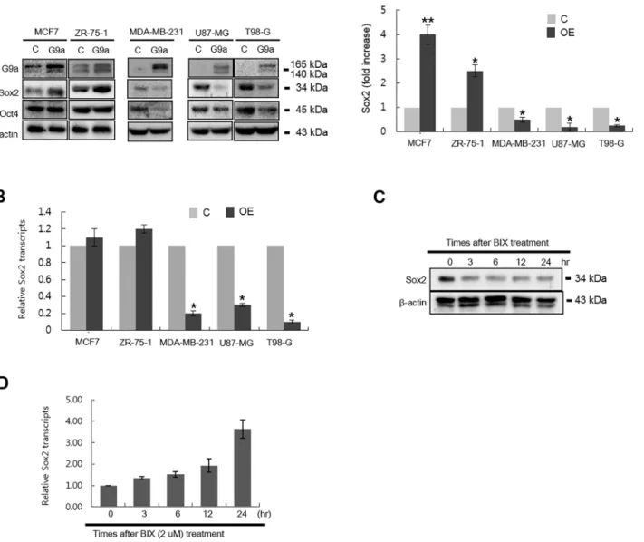 Fig 4. Effect of G9a on the transcription and protein expression of Sox2 in various cell types