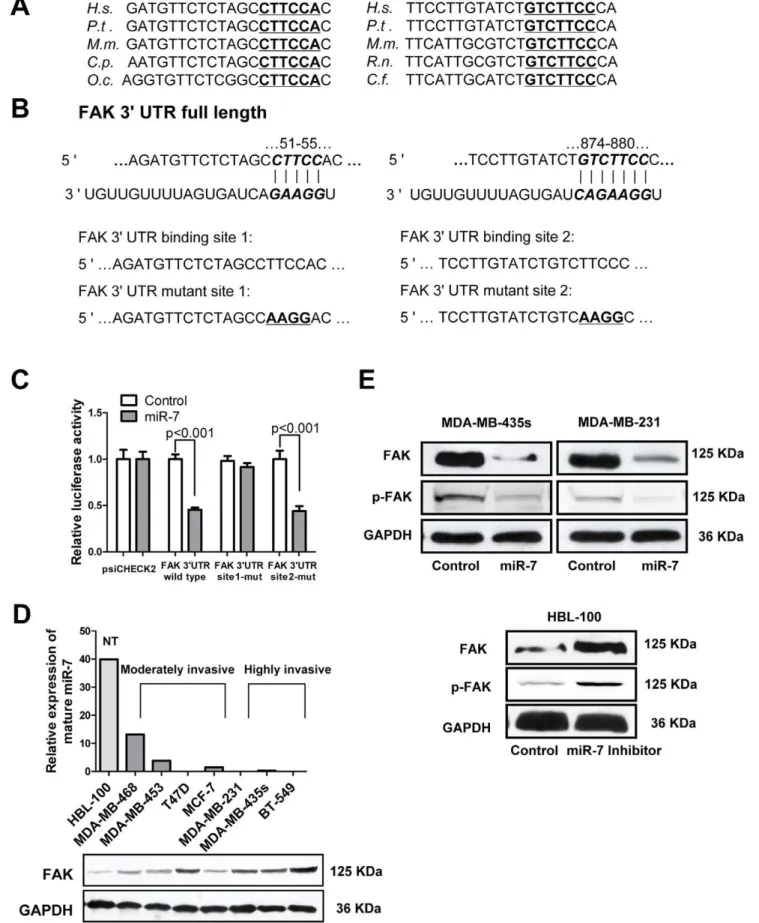 Figure 2. miR-7 decreases FAK expression by directly targeting its 3 9 -UTR. (A) The potential binding sequences for miR-7 within the FAK 3 9 - -UTR of human (H.s), chimpanzee (P.t), mouse (M.m), guinea pig (C.p), rabbit (O.c), rat (R.n), and dog (C.f)
