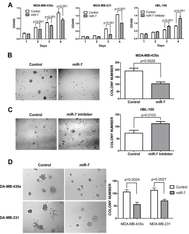 Figure 5. miR-7 inhibits breast cancer cell tumorigenesis in vitro . (A) miR-7 decreases MDA-MB-435s and MDA-MB-231 cell proliferation in vitro and inhibition of endogenous miR-7 expression promotes HBL-100 cell monolayer proliferation